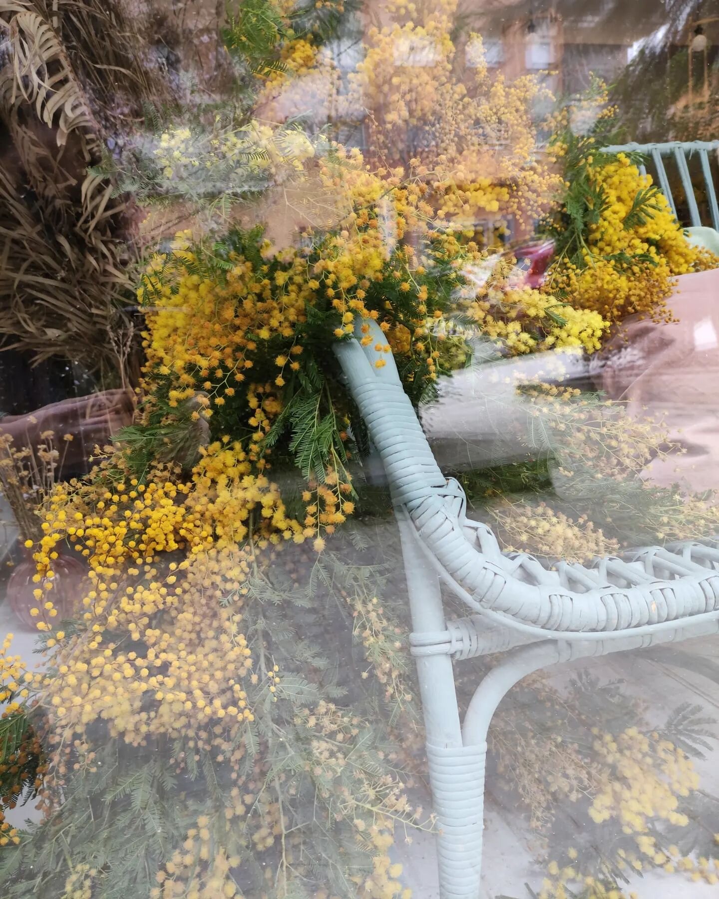 Mimosa en el taller
#oneyearago